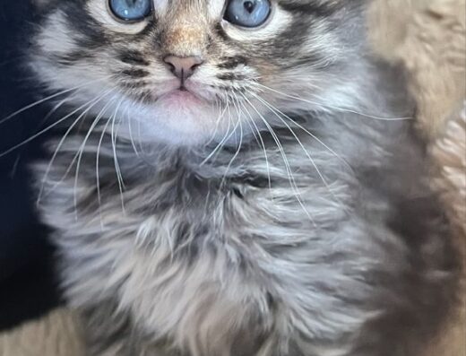 Кошеня продається