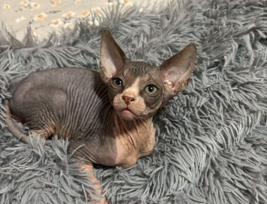 Канадський сфінкс