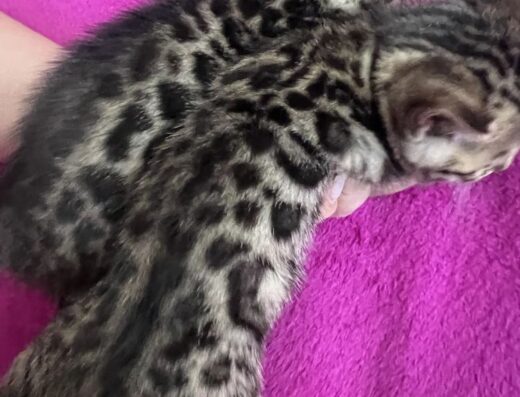 Продаж кошенят бенгальської породи