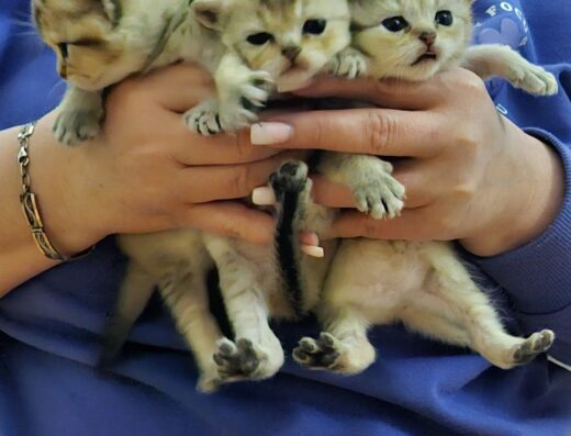 Кошенята золотої та срібної шиншили