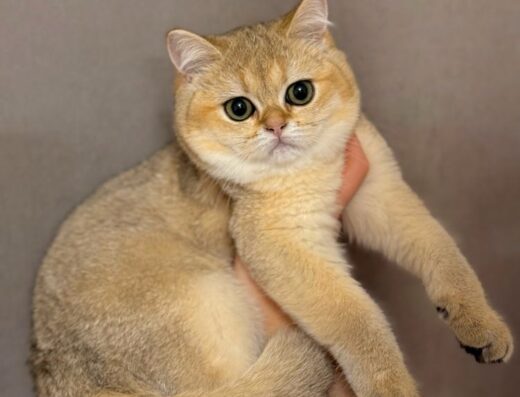 Плюшева дівчинка-золота шиншила