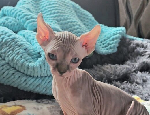 Канадський сфінкс ельф. Готова до броні.