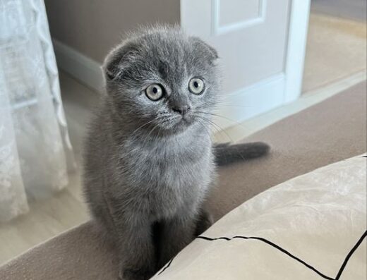 Шотландськи кошенята (дівчата)