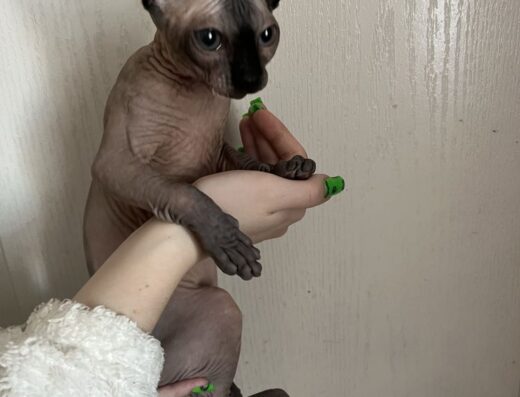 Кошенята породи Сфінкс