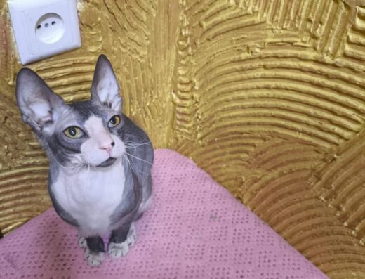 Канадський сфінкс