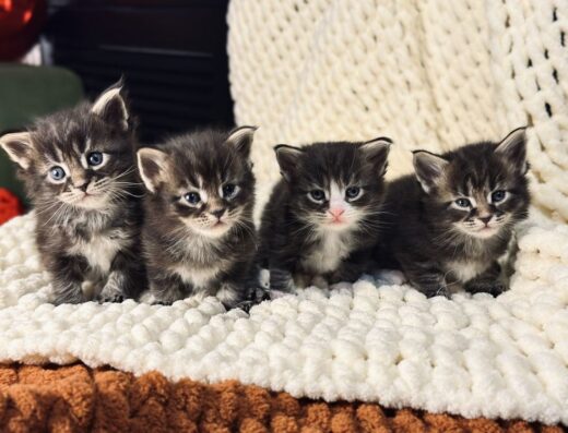 Котята МЕЙН-КУН (в наявності одне кошенятко)