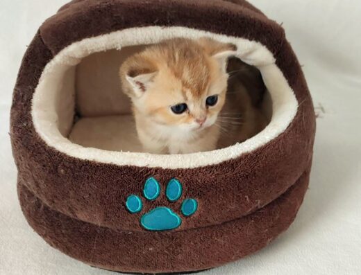 Британська золота шиншила / Британська золота шиншила кошенята