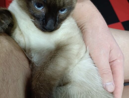 Меконгський бобтейл