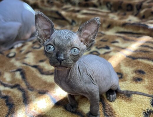 Канадский сфінкс