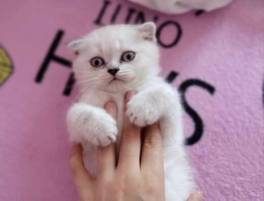 Чистокровные шотландские котята