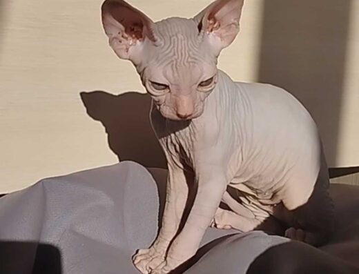 Кошенята канадський сфінкс