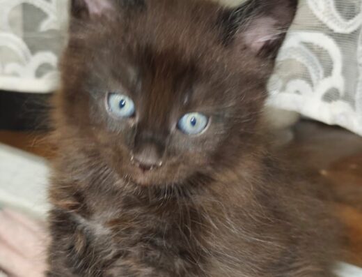 Кошенята Мейн-кун