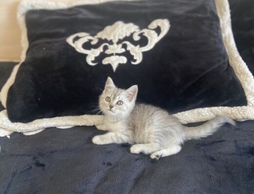 Шотландський хлопчик