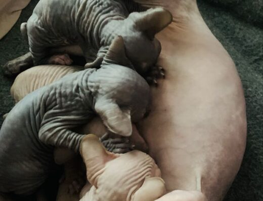 Малеча Канадській сфінкс бронь