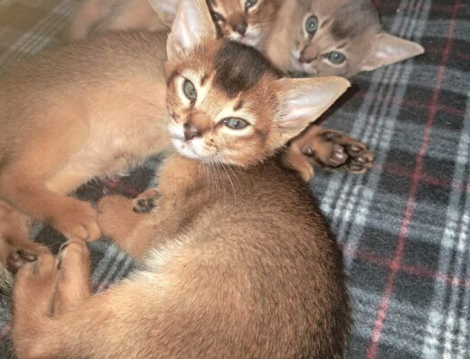 Абісинськи кошенята чистокровні