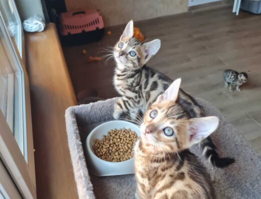 Бенгальські кошенята