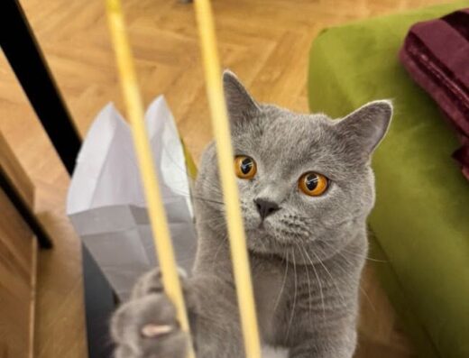 Шотландський джентльмен шукає пару для вʼязки