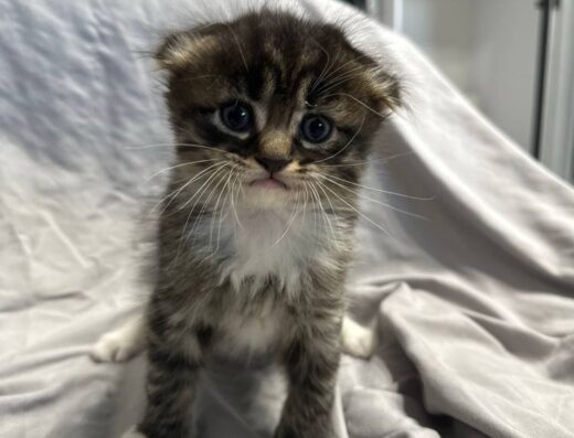 Висловухі кошенята, шотландські котенята