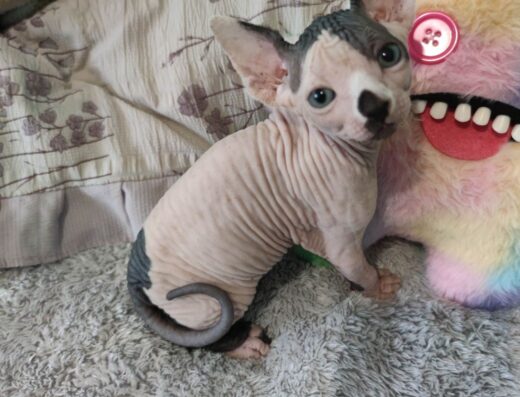 Кошенята Канадський Сфінкс