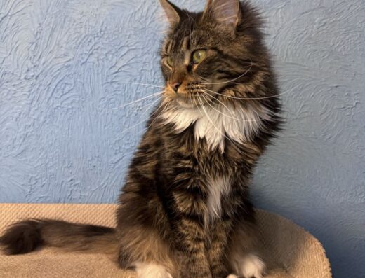 Дівчинка Мейн-кун