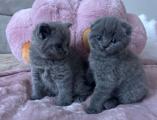 Кошенята шотландські