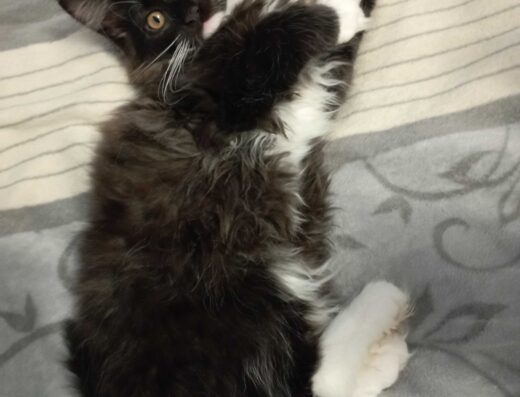 Продам кішку мейн-кун