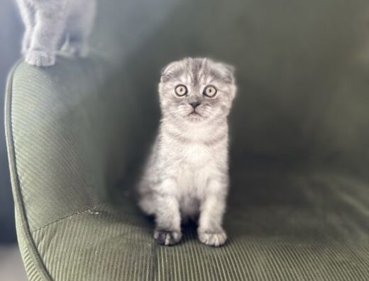 Шотландськи кошенята (дівчата)