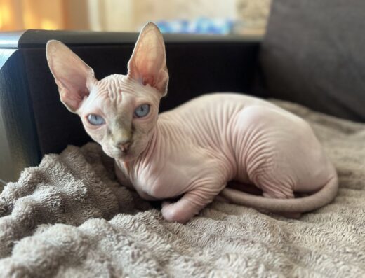 Канадський сфінк кошеня