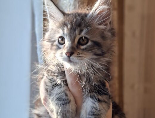 Продам кошенят Мейн-кун