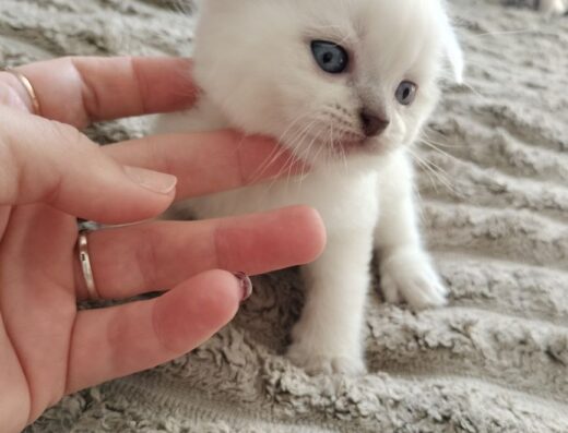 Шотландські кошенята хлопчики та дівчатка від правильної