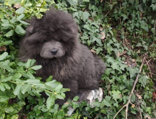 Чау-чау: Блакитні «ведмежата» з розплідника