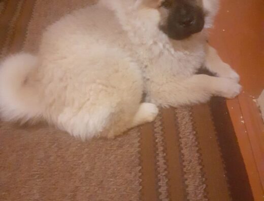 Дівчинка Чау-чау: Пухнаста красуня