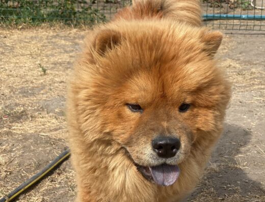 Цуценята Чау-чау: Яскрава руда дівчинка з розплідника