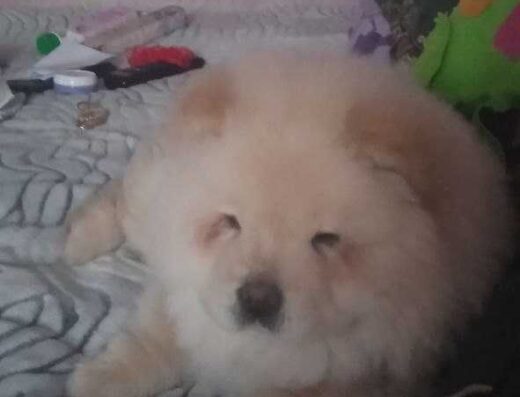 Чистокровне цуценя Чау-Чау: Маленьке «ведмежа» з родоводом