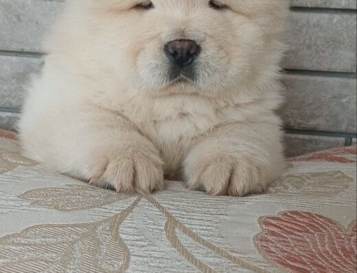 Чау-чау: Малюки з документами КСУ / FCI