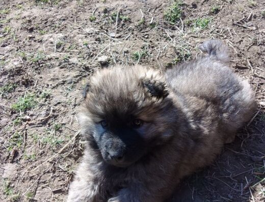 Дівчинка Чау-чау: Грайливе «ведмежа» для вашої родини