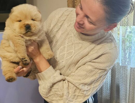 Хлопчик Чау-чау: Молочне «ведмежа» відкрито для резерву