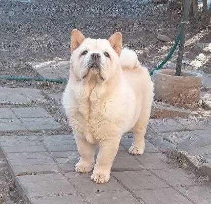 Дівчинка Чау-чау Смуф: Короткошерстна красуня від розплідника КСУ