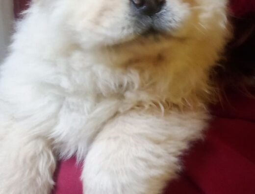 Чистокровні цуценята Чау-чау: Малюки з відмінним родоводом