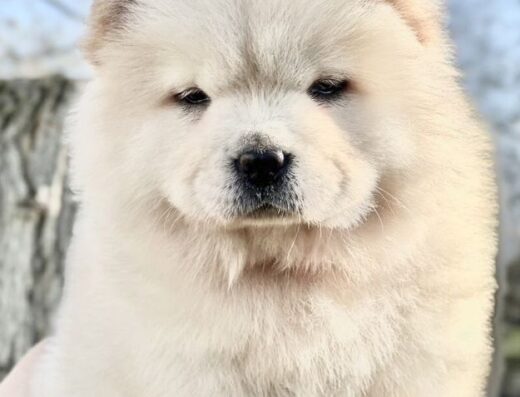 Чау-чау: Компактні малюки з документами КСУ