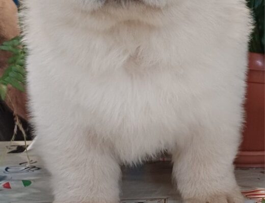 Наймиліші Чау-чау: Малюки з документами КСУ