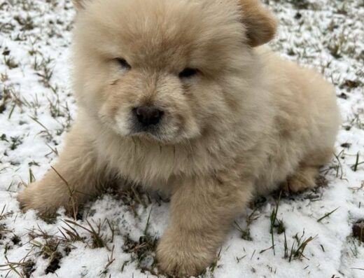 Шикарні цуценята Чау-Чау: Нащадки батьків ШОУ-КЛАСУ