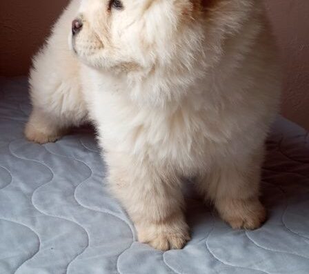 Чау-чау: Кріпенький пухнастий хлопець