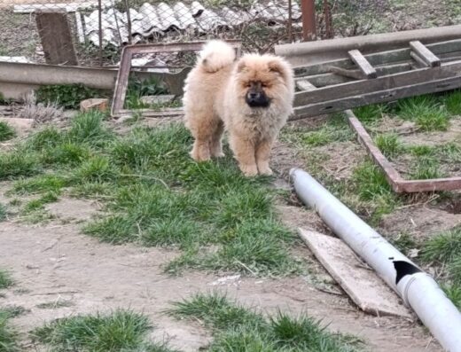 Цуценята Чау-чау: Гарний руденький хлопець