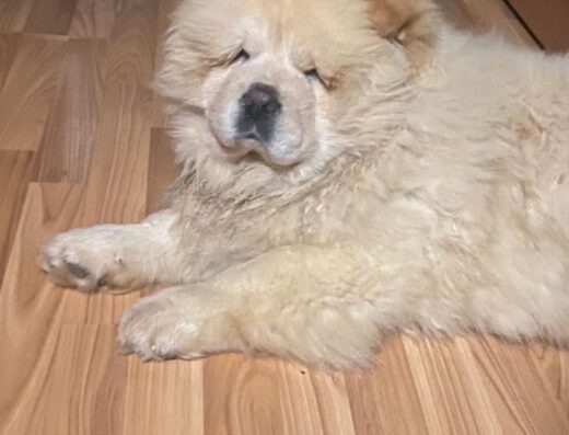 Чудовий хлопчик Чау-чау: Малюк із документами