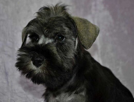 Чудові цуценята Цвергшнауцера: Позитивні малюки кольору перець із сіллю