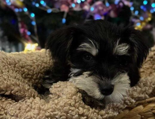 Цвергшнауцер: Цуценята чорного зі сріблом окрасу