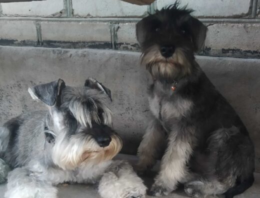 Цуценята перцового Цвергшнауцера: Малюки від титулованих батьків