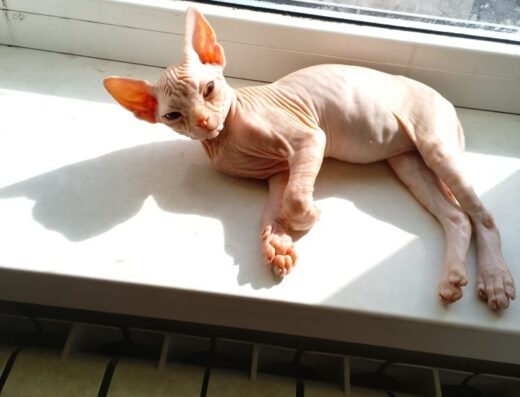 Продам кошеня породи девон рекс