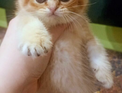 Золота шиншила шотландські кошенята